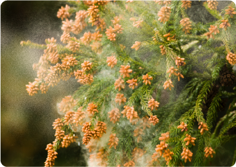 花粉症